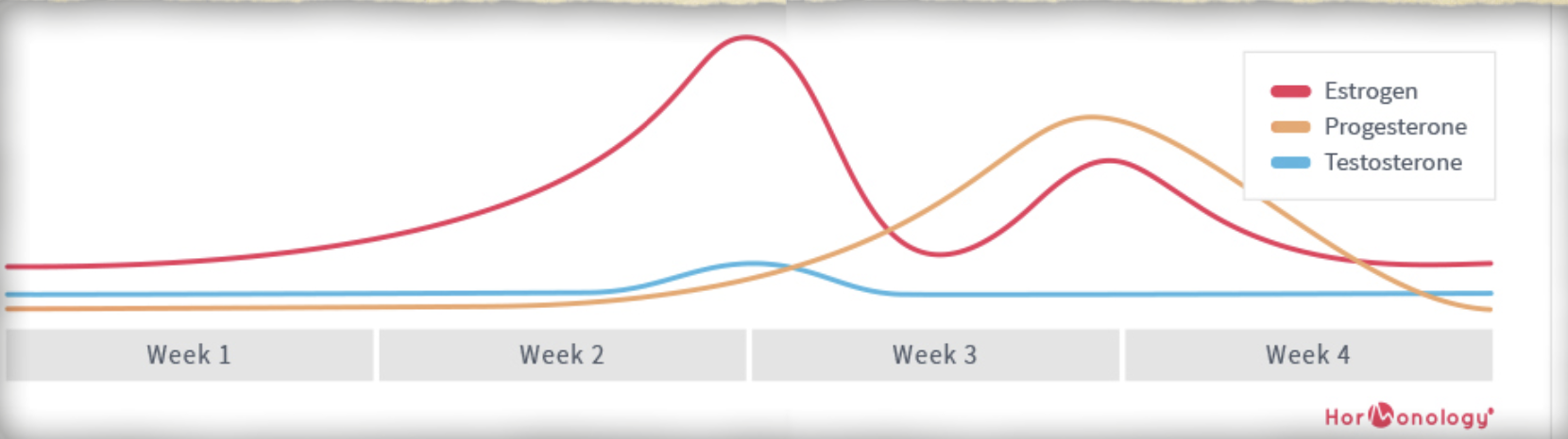 Hormone Phases for Menstrual Cycle